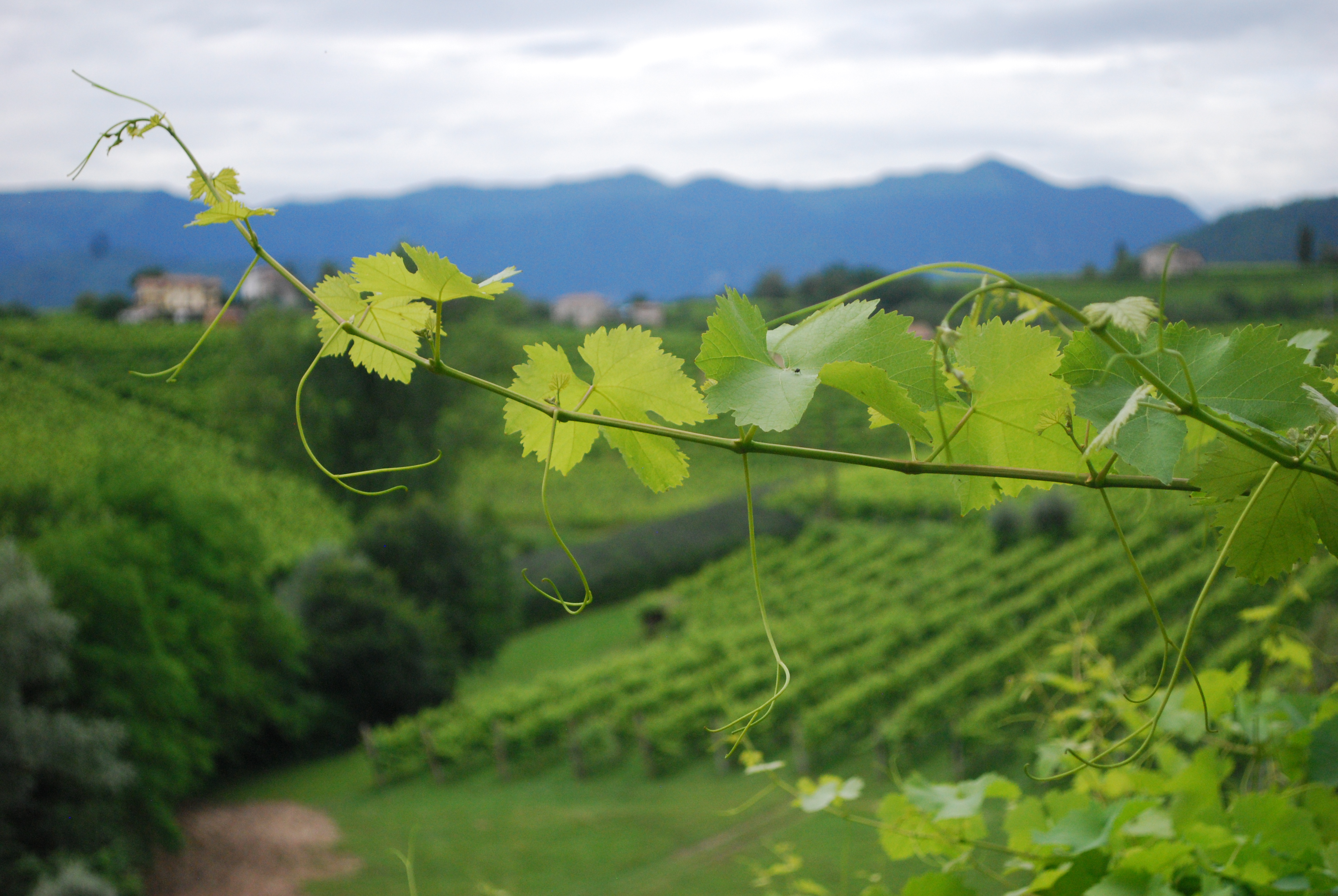 Veneto vineyards