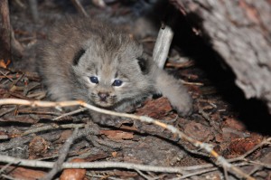 Colorado Declares Lynx Reintroduction a Success