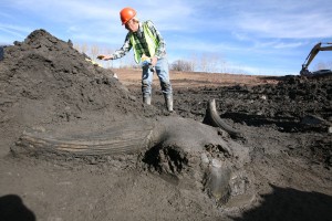 Fossils Paint Mammoth Picture of Changing Climate